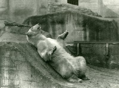 Eisbär Sam, liegend in seinem Gehege am Fuß der Mappin-Terrassen, London Zoo, 1923 von Frederick William Bond